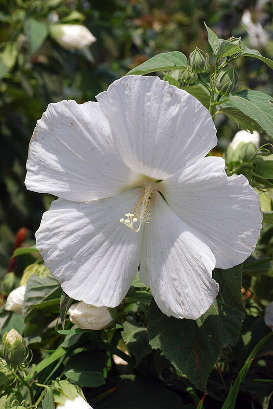 Hibiscus Moscheutos Poster featuring the photograph RoseMallow by Don Wright