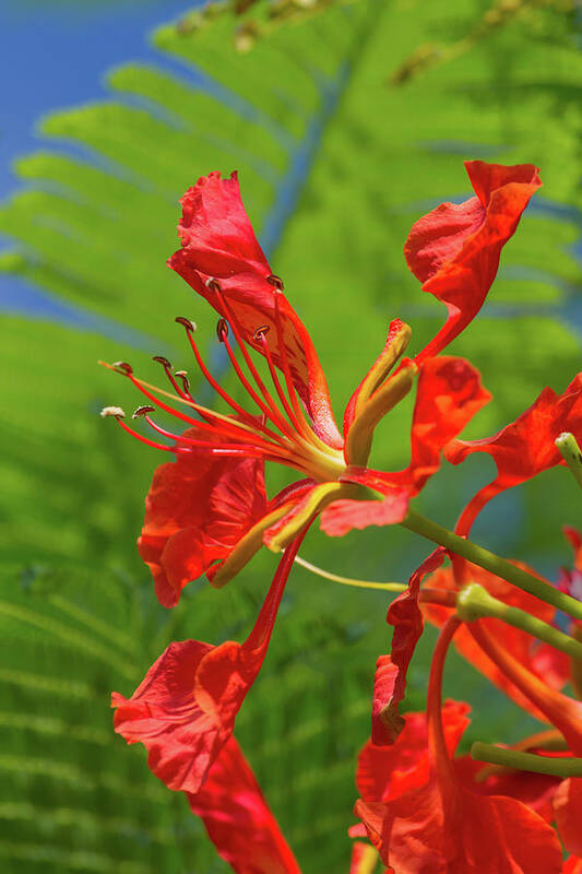 Royal Poinciana Poster featuring the photograph Royal Poinciana Flower by Paul Rebmann