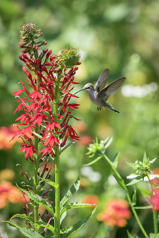 Ruby Throated Hummingbird Poster featuring the photograph RubyThroated Hummingbird 2016-3 by Thomas Young