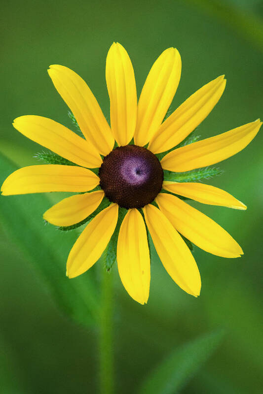 Rudbeckia Poster featuring the photograph Rudbeckia Flower by Christina Rollo