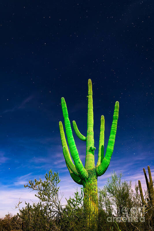 Arizona Poster featuring the photograph Saguaro Cactus Against Star Filled Sky by Bryan Mullennix