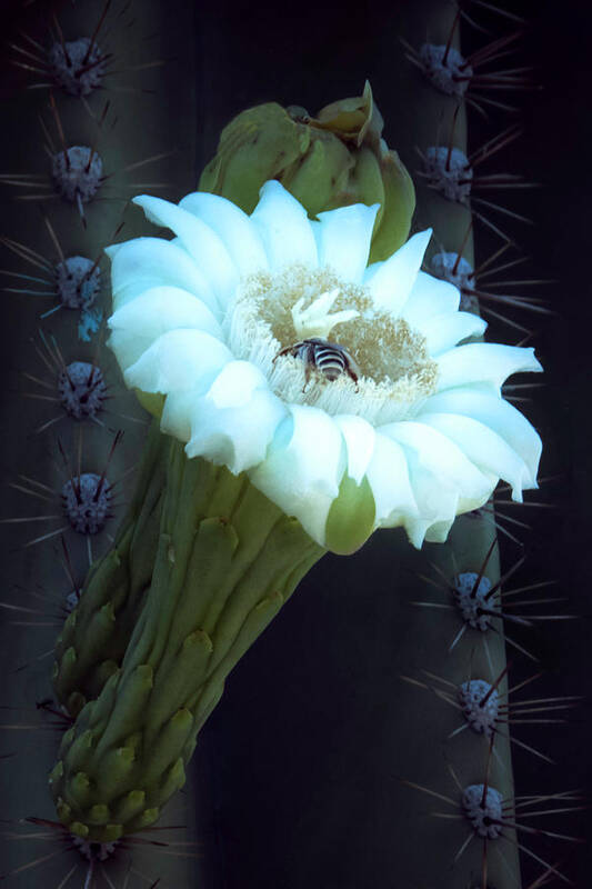 Saguaro Poster featuring the photograph Saguaro Flower by Mike Stephens