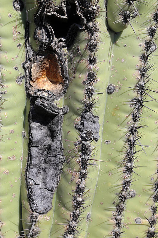 Saguaro Poster featuring the photograph Saguaro Scar by Mary Bedy