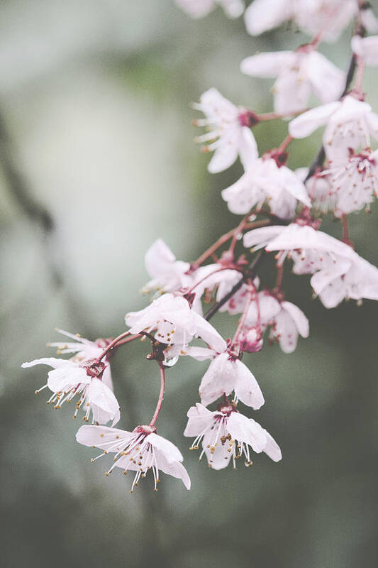 Sakura Poster featuring the photograph Sakura #278 by Desmond Manny