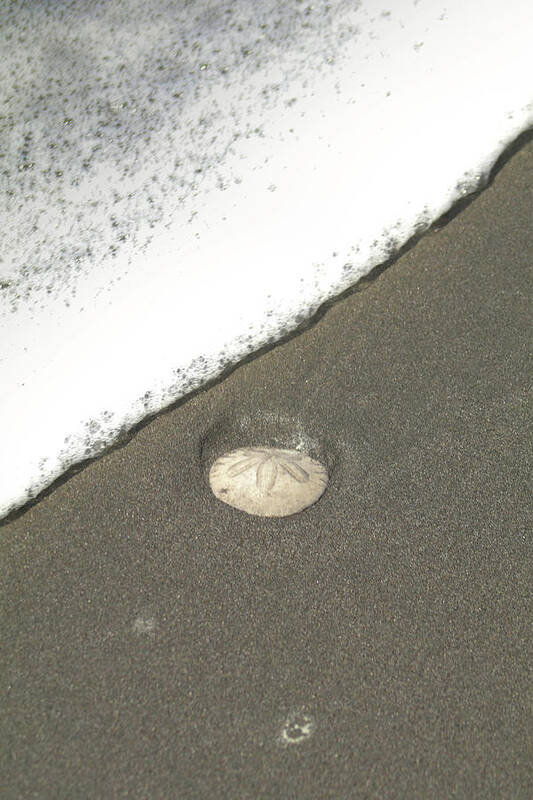 Sand Dollar Poster featuring the photograph Sand Dollar by Dr Janine Williams