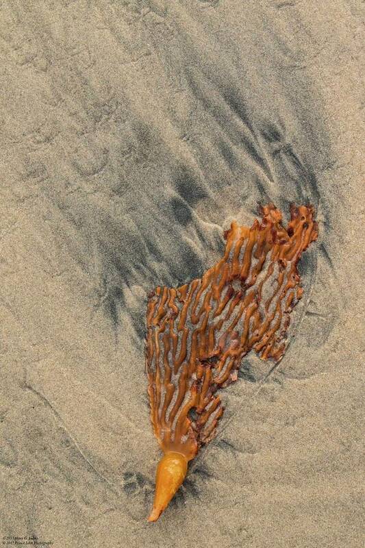 Beach Poster featuring the photograph Sand Spirituality -1 by Hany J