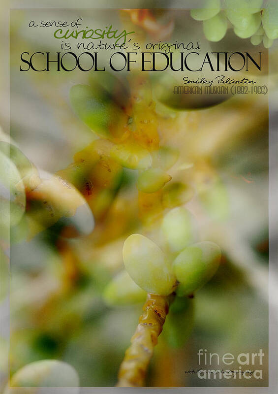 Palm Pods Poster featuring the photograph School of Curiosity 04 by Vicki Ferrari