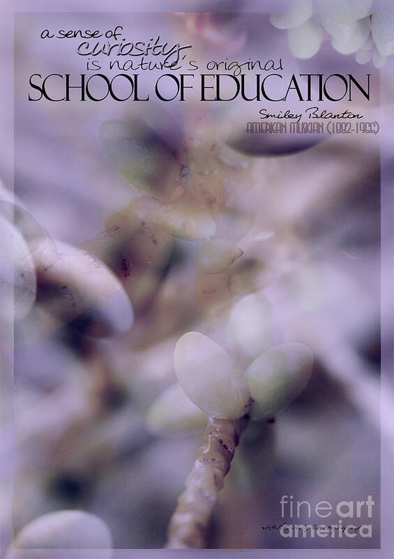 Palm Pods Poster featuring the photograph School of Curiosity 07 by Vicki Ferrari