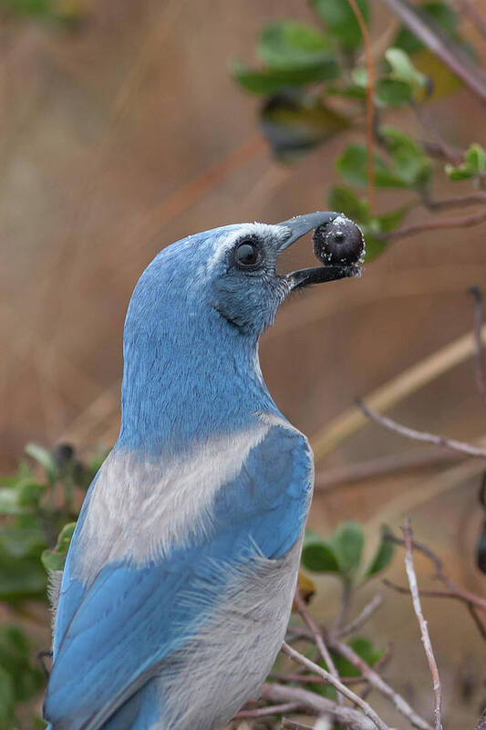 Scrub Jay Poster featuring the photograph Scrub Jay with Acorn by Paul Rebmann