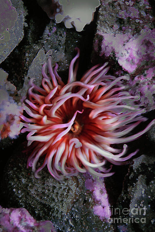 Sea Anemone Poster featuring the digital art Sea Anemone 2 by Lisa Redfern
