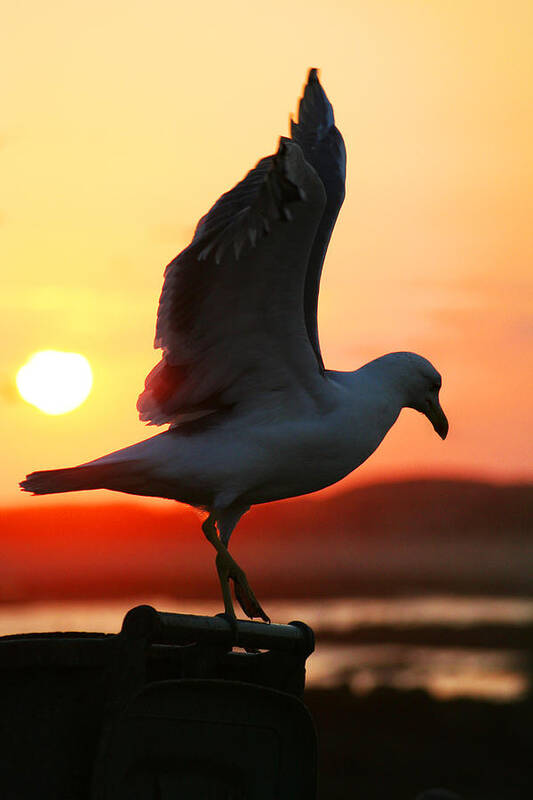 Seagull Poster featuring the photograph Seagull in sunset by Alex Antoine