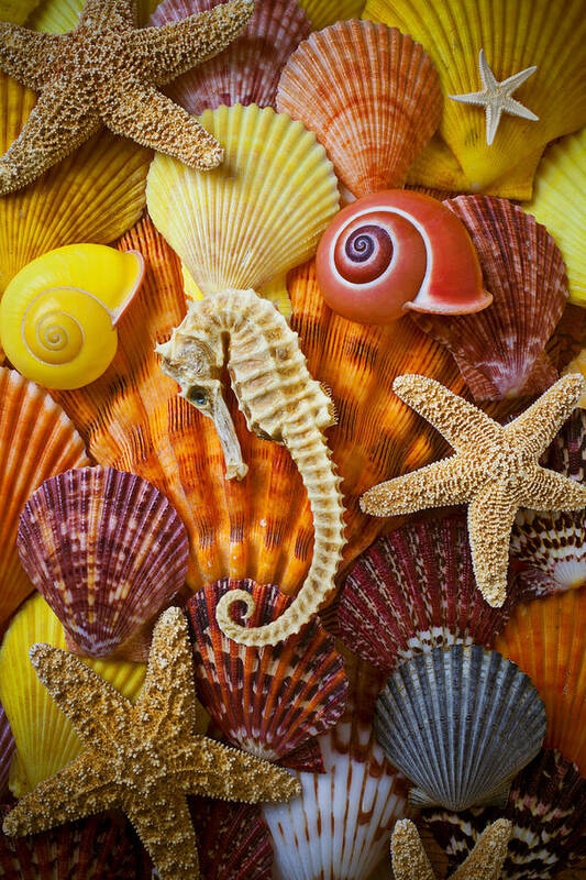  Seahorses Poster featuring the photograph Seahorse and assorted sea shells by Garry Gay