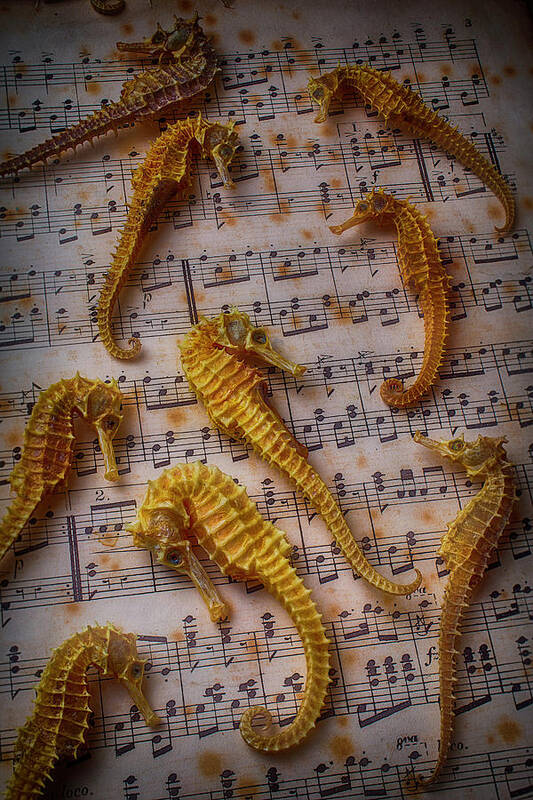 Seahorses Poster featuring the photograph Seahorses On Sheet Music by Garry Gay