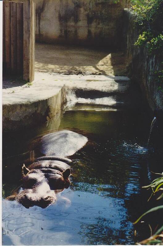  Poster featuring the photograph Semi submerged hippo by Mia Alexander