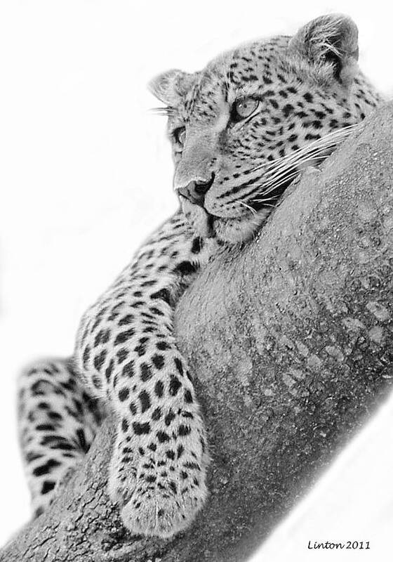 African Leopard Poster featuring the photograph Serengeti Leopard by Larry Linton