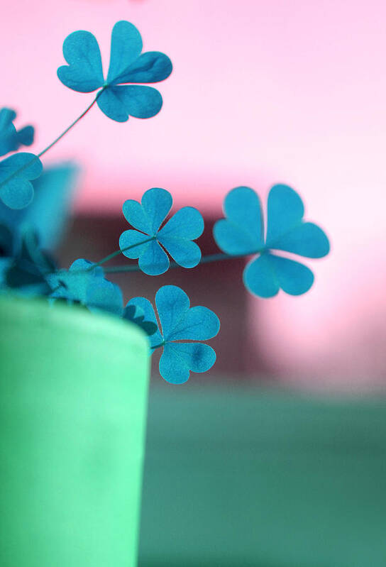 Blue Poster featuring the photograph Shamrock Pot V by Emanuel Tanjala