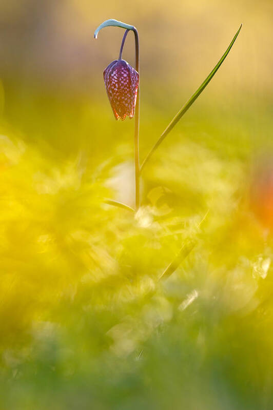 Fritillaria Meleagris Poster featuring the photograph She Comes in Colours by Roeselien Raimond