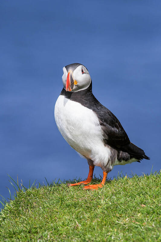 Atlantic Puffin Poster featuring the photograph Shetland Puffin by Arterra Picture Library