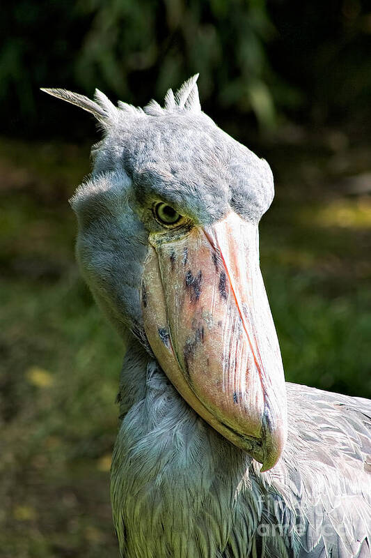 African Shoebill Poster featuring the photograph Shoebill by Joerg Lingnau