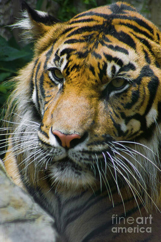 Animals Poster featuring the photograph Siberian Tiger Portrait by Kimberly Blom-Roemer