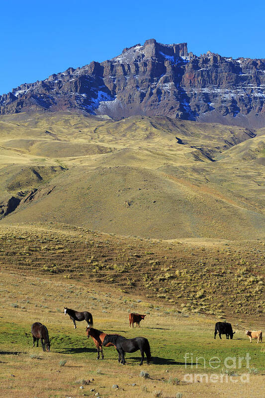 Horses Poster featuring the photograph Sierra Baguales in Patagonia Chile by Louise Heusinkveld