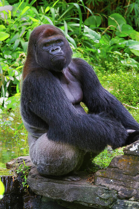 Nature Poster featuring the photograph Silverback King by Arthur Dodd