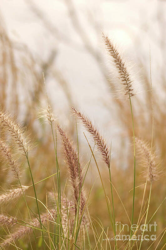 Grass Poster featuring the photograph Simply Grass by Vicki Ferrari