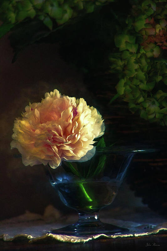 Flower Poster featuring the photograph Single Peony by John Rivera