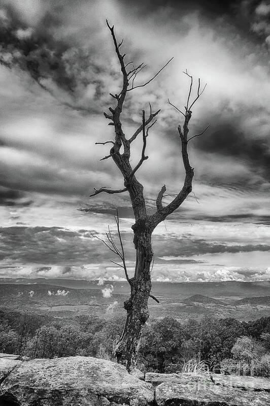 Black And White Poster featuring the photograph Single Tree In Black and White by Dawn Gari