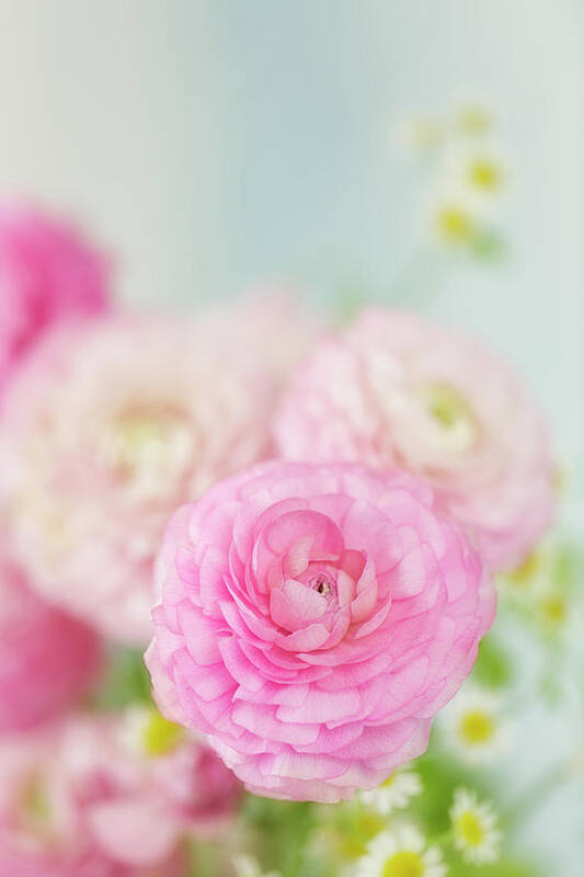 Pink Poster featuring the photograph Singular Beauty of Pink Ranunculus by Susan Gary
