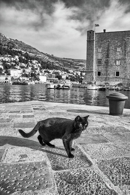Black Cat Poster featuring the photograph Sleek in Stari Grad by Becqi Sherman