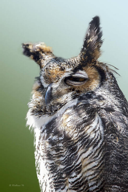 2d Poster featuring the photograph Sleepy Great Horned Owl by Brian Wallace