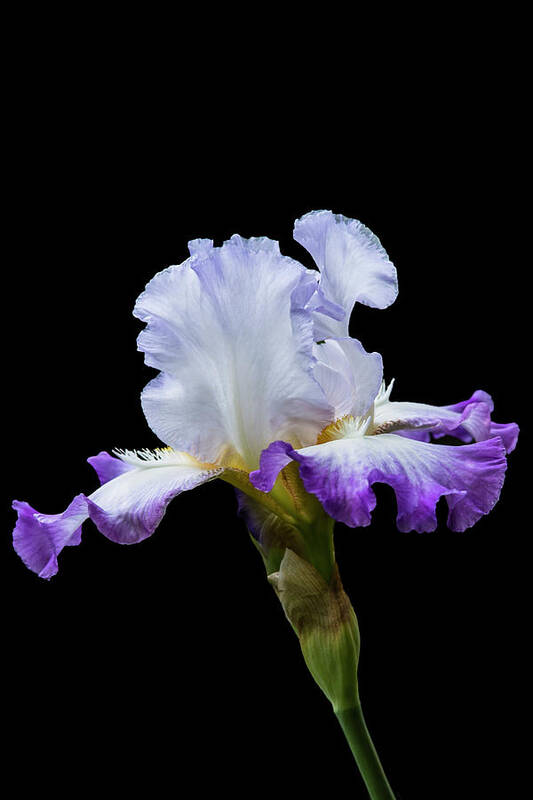 Iris Poster featuring the photograph Small Purple and White Iris by M