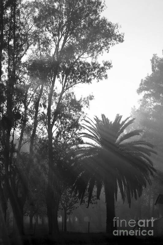 Black And White Landscape Poster featuring the photograph Smoky Morning Trees by Balanced Art