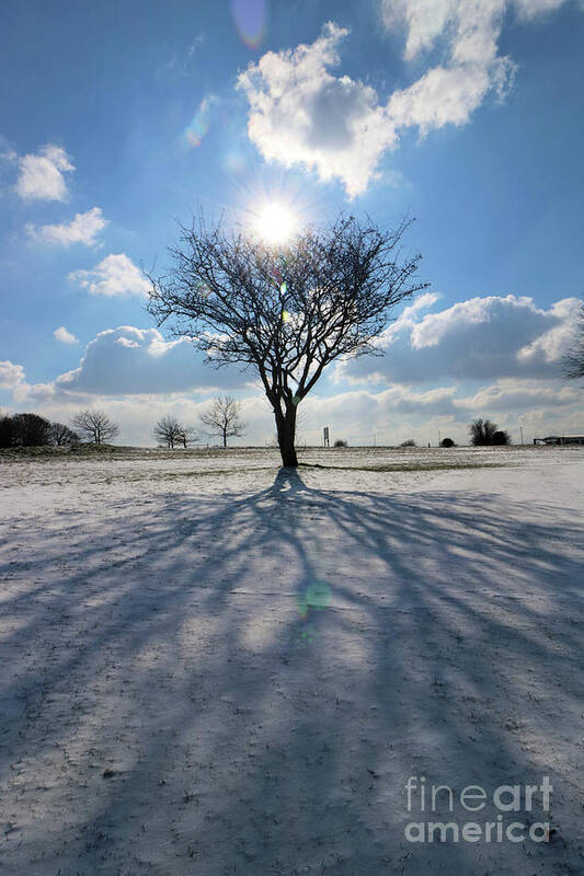 Snow And Sunshine On Epsom Downs Surrey Landscape Snowy Scene Tree Poster featuring the photograph Snow and Sunshine on Epsom Downs Surrey 4 by Julia Gavin