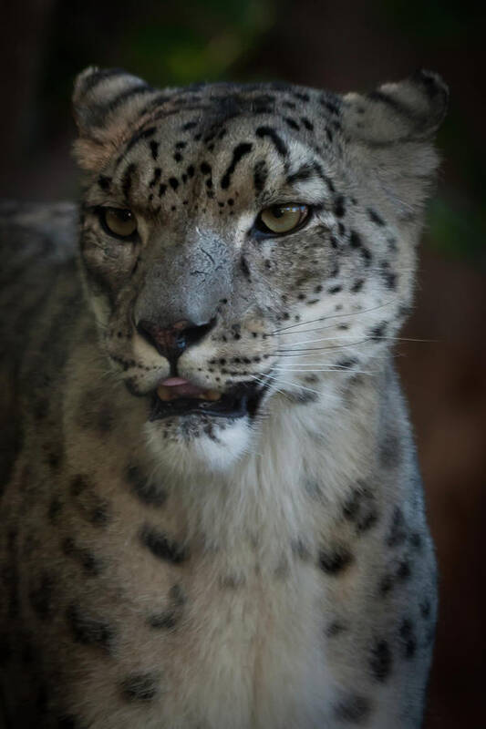 Snow Leopard Poster featuring the photograph Snow Leopard by Roger Mullenhour