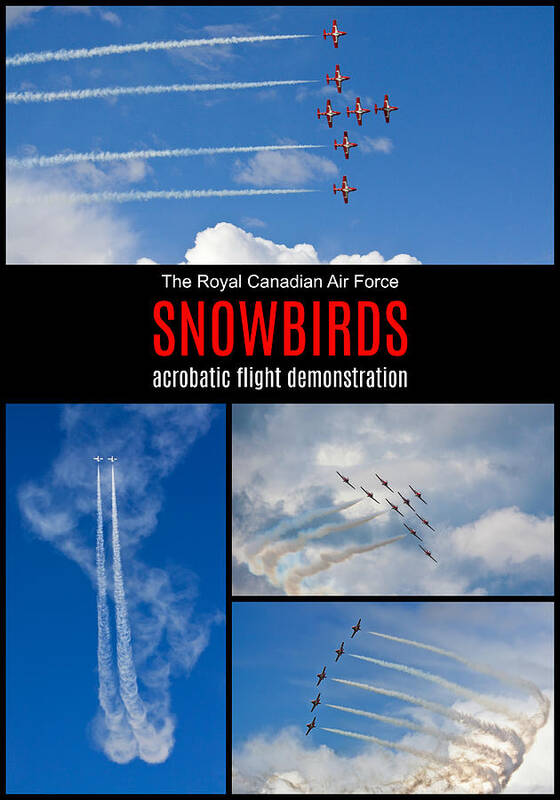 Snowbirds Poster featuring the photograph Snowbirds Collage 2 by Tatiana Travelways
