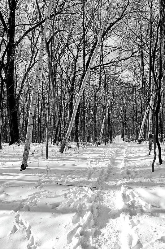 Woods Poster featuring the photograph Snowy Trail 3 BW by Mary Bedy