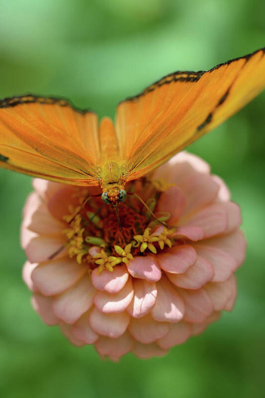 Butterfly Poster featuring the photograph Soft Landing by Mary Anne Delgado