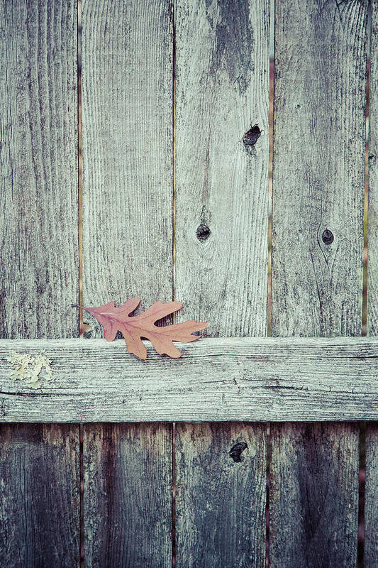Single Poster featuring the photograph Solitary Leaf on Fence by Erin Cadigan
