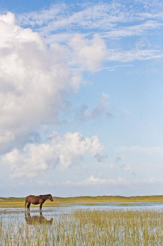 Wild Poster featuring the photograph Solitary Wild Horse by Bob Decker