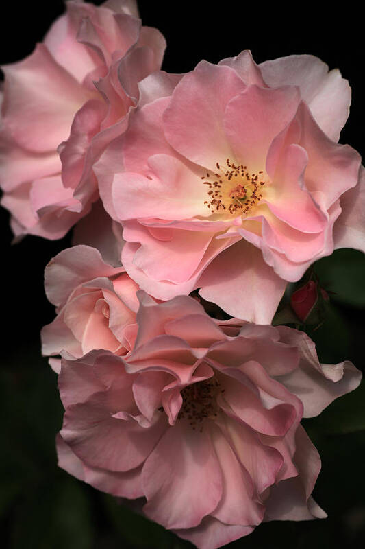 Rose Poster featuring the photograph Sonata Roses by Tammy Pool