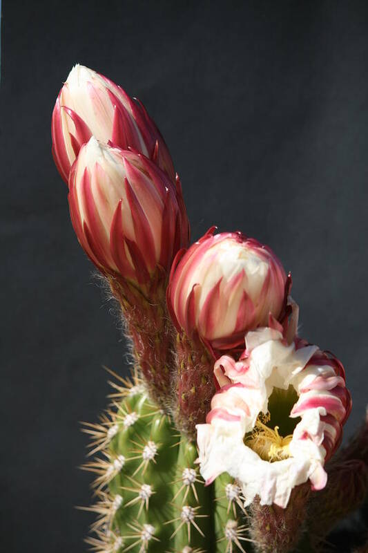 Argentine Giant Cactus Poster featuring the photograph Sonoran Desert Spring 1 by Grant Washburn