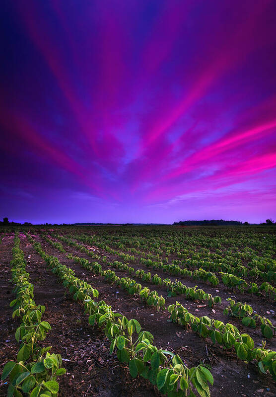 Landscape Poster featuring the photograph Soy Bean Field by Cale Best