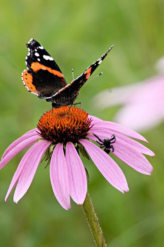 Photography Poster featuring the photograph Spider and Butterfly on Cone Flower by Larry Ricker