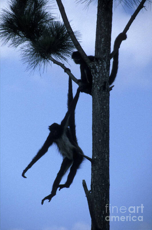 Belize Poster featuring the photograph Spider Monkeys Belize Central America by John Mitchell