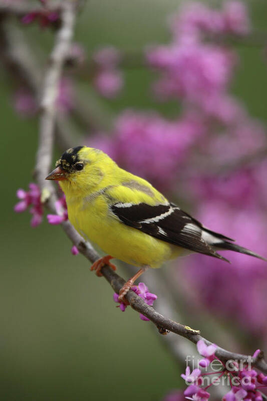 American Goldfinch Poster featuring the photograph Spring Colors by Reva Dow