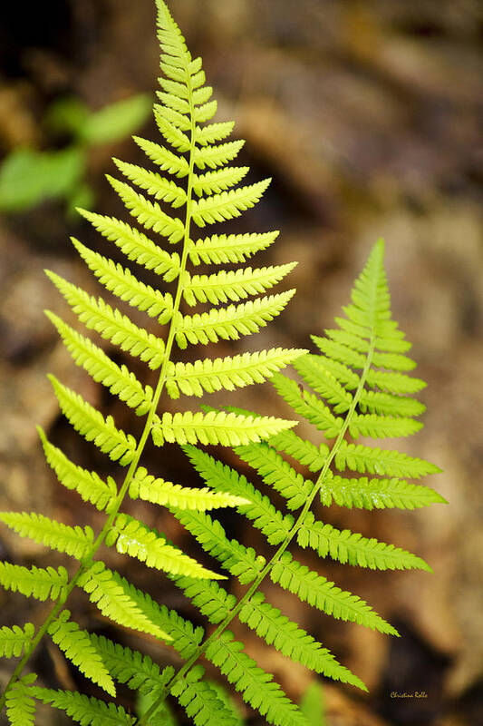 Fern Poster featuring the photograph Spring Ferns by Christina Rollo