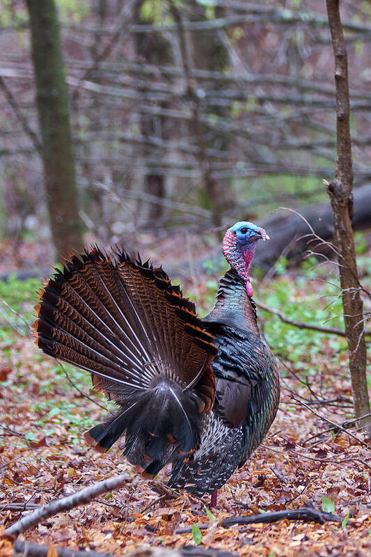 Turkey Poster featuring the photograph Spring Gobbler by Bill Wakeley