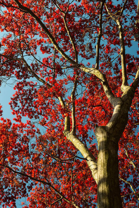 Red Maple Poster featuring the photograph Spring Maple by Dana Sohr